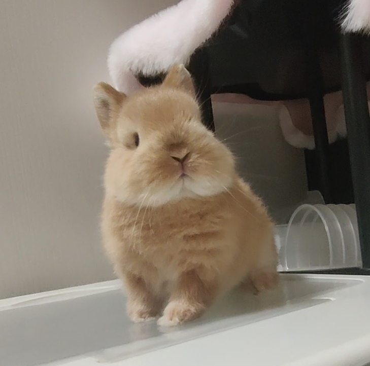 双血统侏儒兔妹妹找家父亲万元户基因稳定